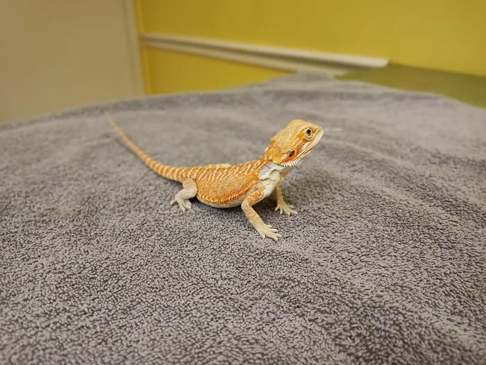 Pennyroyal Small & Exotic Animal Hospital Picture 6