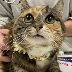 Fayette Veterinary Clinic