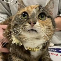 Fayette Veterinary Clinic ico