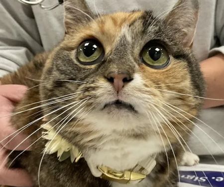 Fayette Veterinary Clinic