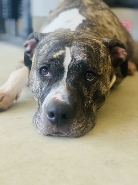 Midway Small Animal Clinic Picture 8