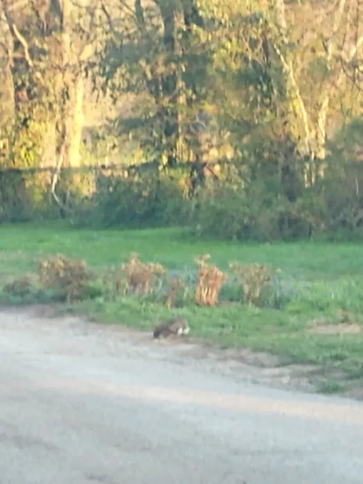 Midway Small Animal Clinic Picture 2
