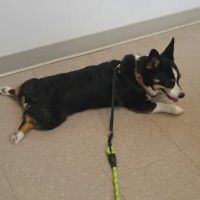 Barnes Mill Animal Hospital ico