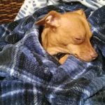 West Liberty Veterinary Clinic