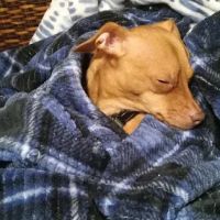 West Liberty Veterinary Clinic ico