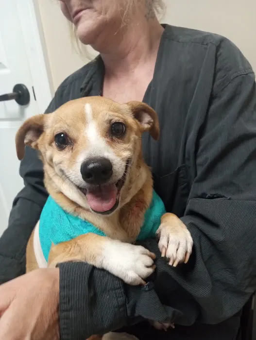 Animal Dermatology Clinic Picture 2