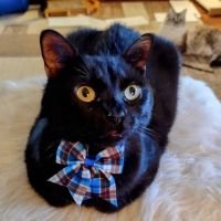Animal Dermatology Clinic ico