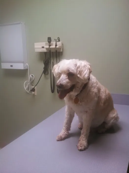Regency Animal Hospital Picture 4