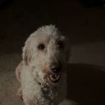 Hartford Veterinary Services