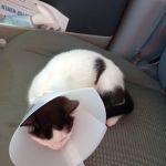 Parker Veterinary Service