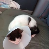 Parker Veterinary Service ico