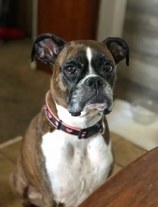 Parker Veterinary Service Picture 5