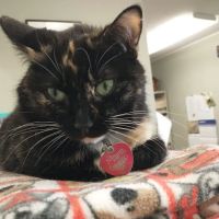 Albany Veterinary Clinic Inc. ico