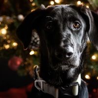 Riverview Animal Hospital ico