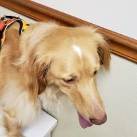 Connersville Veterinary Clinic ico