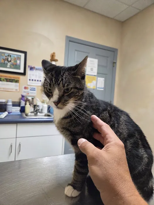 Bright Veterinary Clinic Picture 5