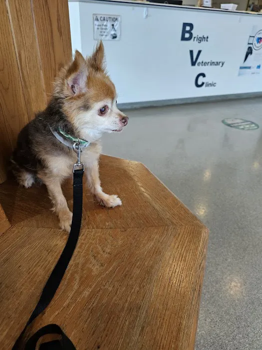 Bright Veterinary Clinic Picture 1