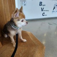 Bright Veterinary Clinic ico