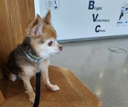 Bright Veterinary Clinic