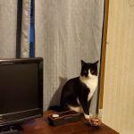 Bright Veterinary Clinic: Clahoun Justin DVM