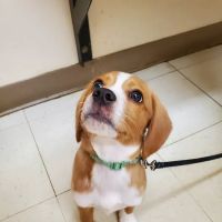 Lawrenceburg Veterinary Clinic ico