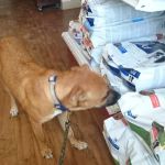 Marion Animal Hospital: Kunde K L DVM