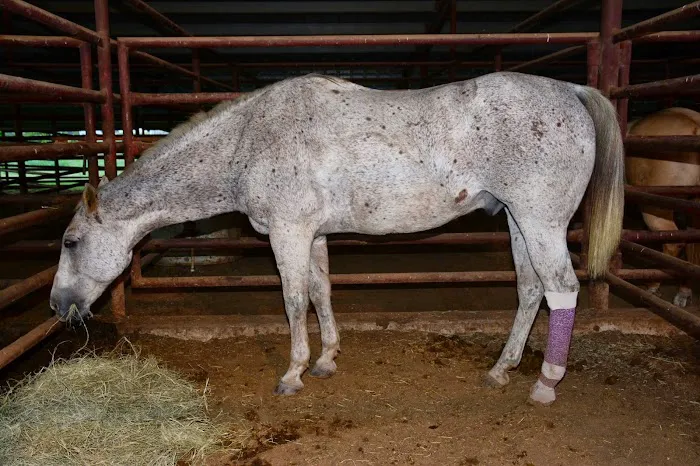 Deason Animal Hospital Picture 9