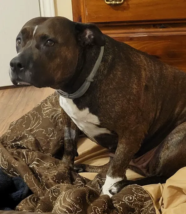 Deason Animal Hospital Picture 10