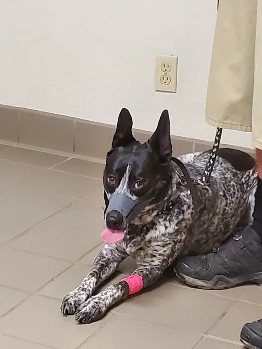 Deason Animal Hospital Picture 2