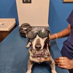 Turning Stone Animal Hospital
