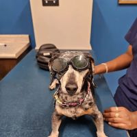 Turning Stone Animal Hospital ico