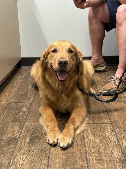 Allure Veterinary Hospital & Urgent Care Picture 1