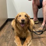 Allure Veterinary Hospital & Urgent Care