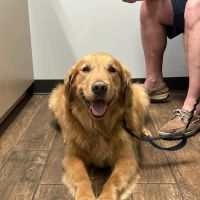 Allure Veterinary Hospital & Urgent Care ico