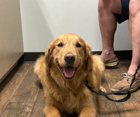 Allure Veterinary Hospital & Urgent Care