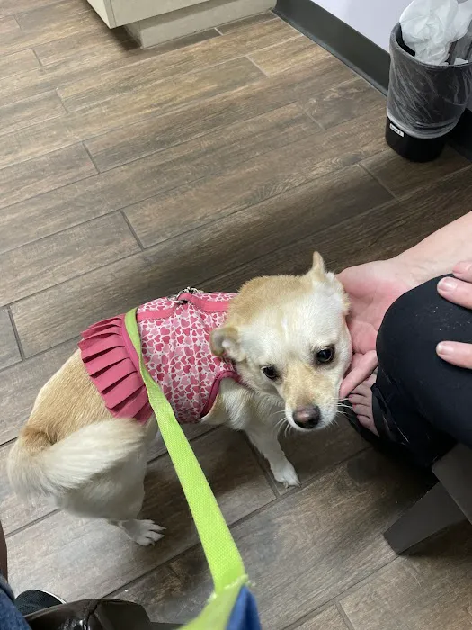 Allure Veterinary Hospital & Urgent Care Picture 8