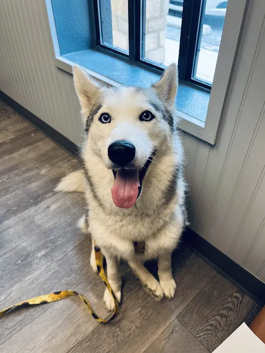 Allure Veterinary Hospital & Urgent Care Picture 7