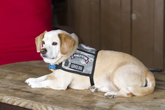 Allure Veterinary Hospital & Urgent Care Picture 2