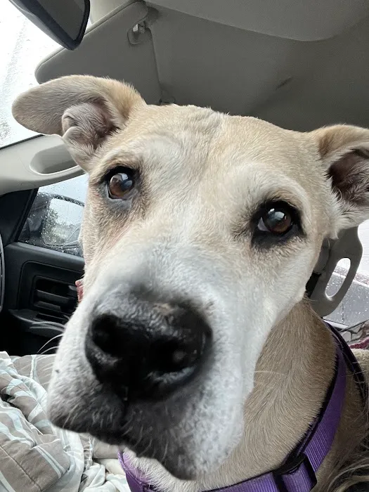 Allure Veterinary Hospital & Urgent Care Picture 10