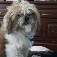 Banfield Pet Hospital ico