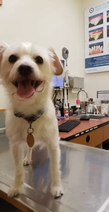 Banfield Pet Hospital Picture 8
