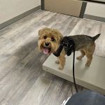 VCA Veterinary Hospital of Leon Springs