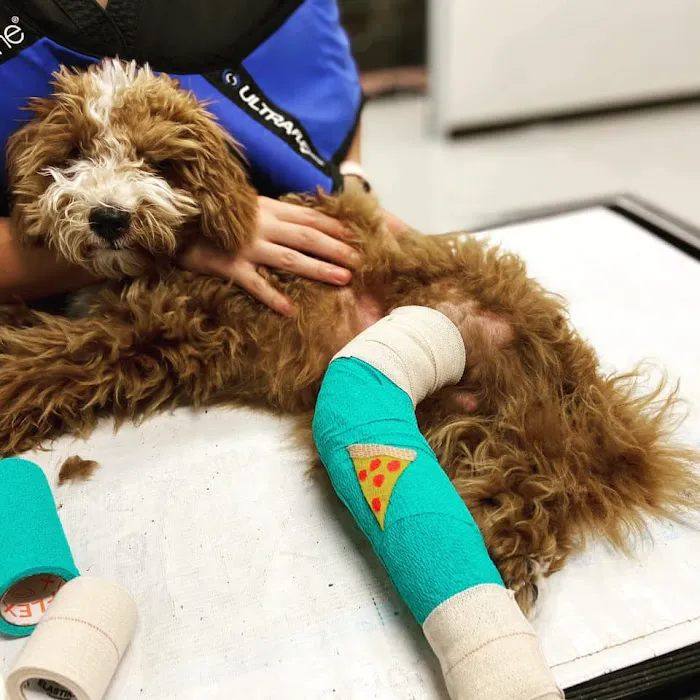 Dominion Crossing Veterinary Hospital Picture 5
