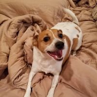 Boerne Stage Veterinary Clinic ico