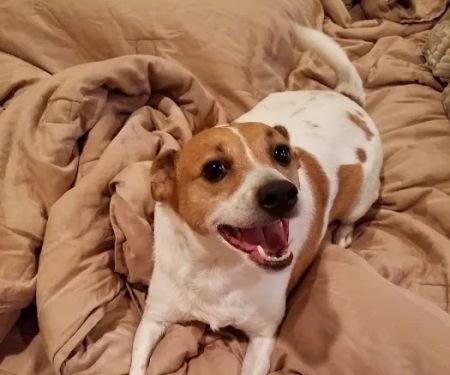 Boerne Stage Veterinary Clinic