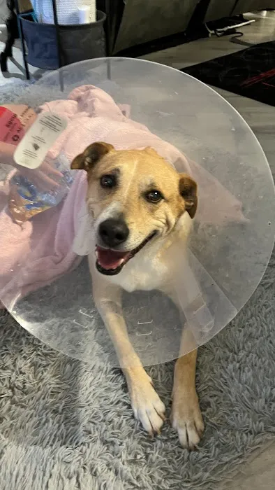 Boerne Stage Veterinary Clinic Picture 5