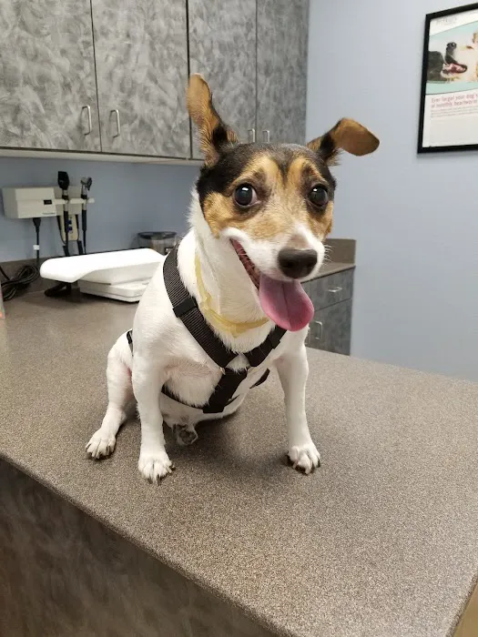 Boerne Stage Veterinary Clinic Picture 4