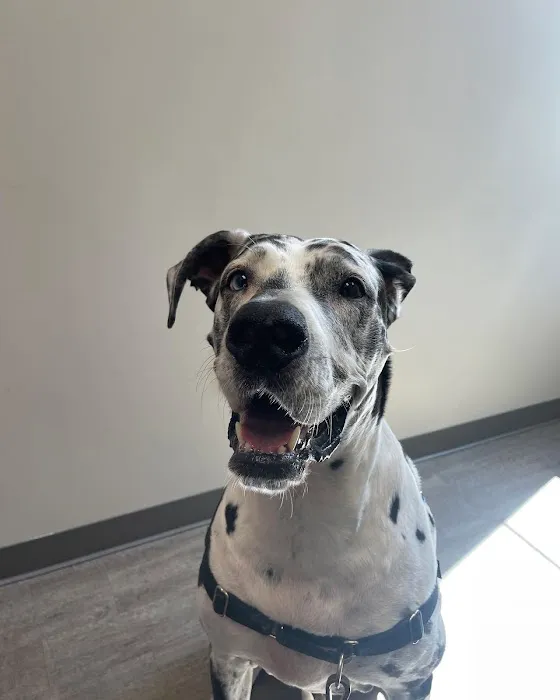 Heritage Oaks Animal Hospital Picture 3