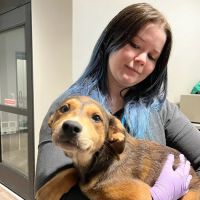 Heritage Oaks Animal Hospital ico