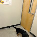 Vetco Total Care Animal Hospital